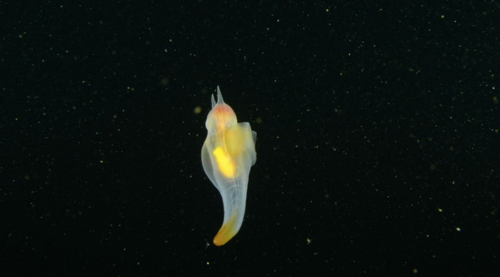 Détail d’une séquence animée sur le vivant marin — vue 2